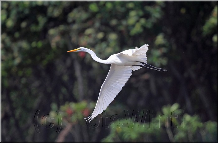 Ardea alba 1.JPG