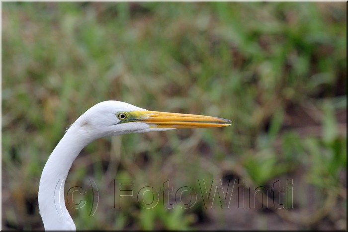 Ardea alba 3.JPG