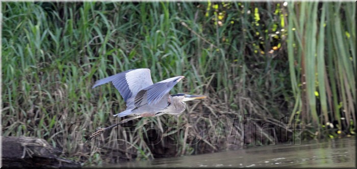 Ardea herodias 1.JPG