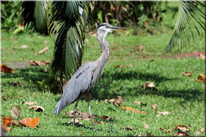 Ardea herodias 2.JPG