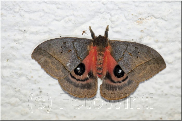 Automeris montezuma 1.JPG