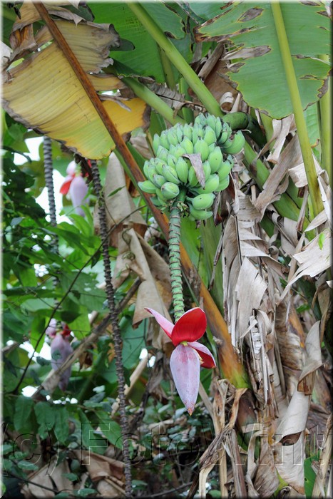 Banana 1.JPG
