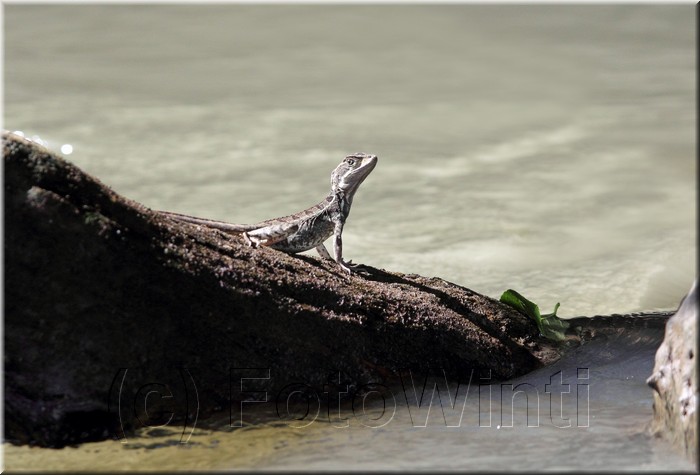 Basiliscus basiliscus 2.JPG