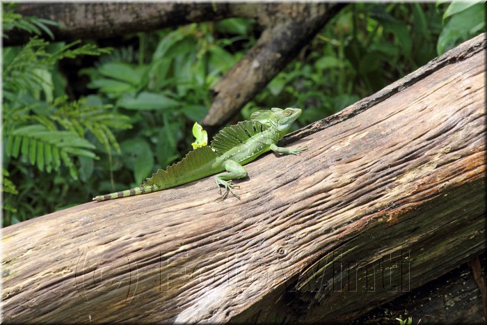 Basiliscus plumifrons 1.JPG