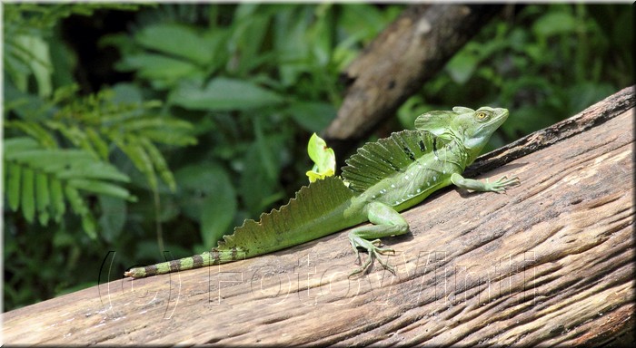Basiliscus plumifrons 2.JPG