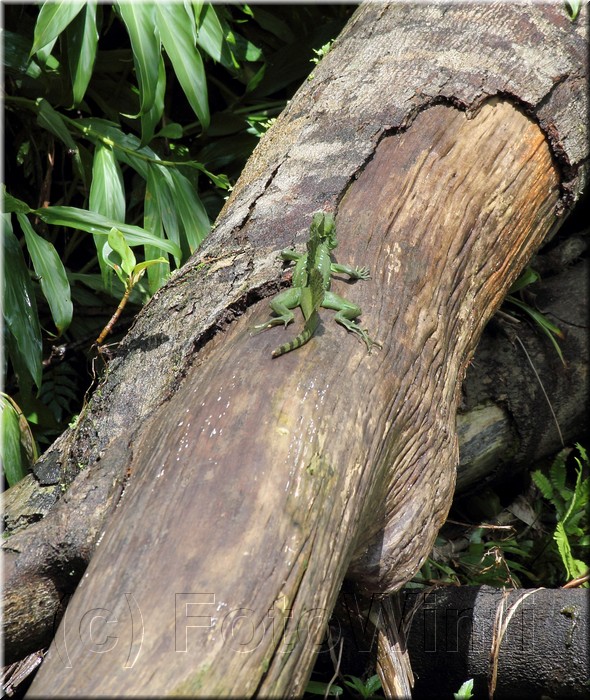 Basiliscus plumifrons 3.JPG