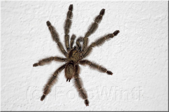 Brachypelma albopilosum 1.JPG