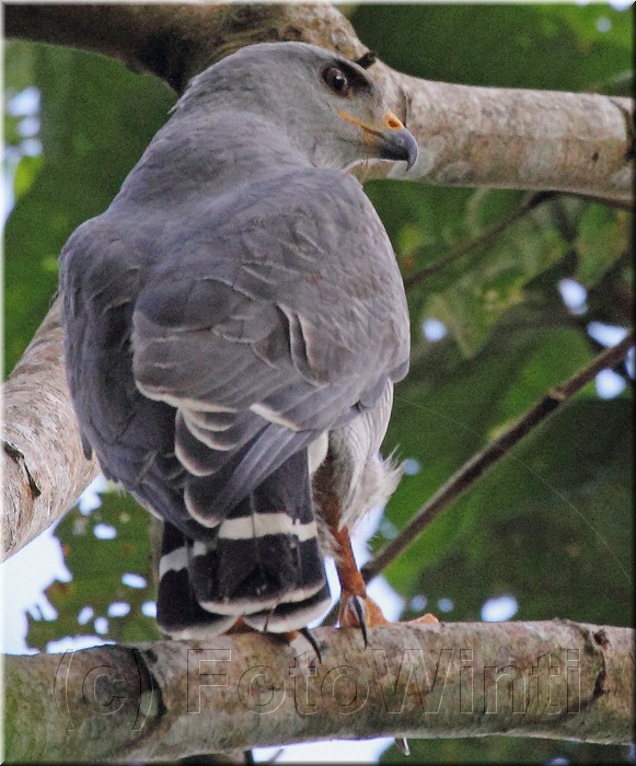Buteo nitidus 2.jpg