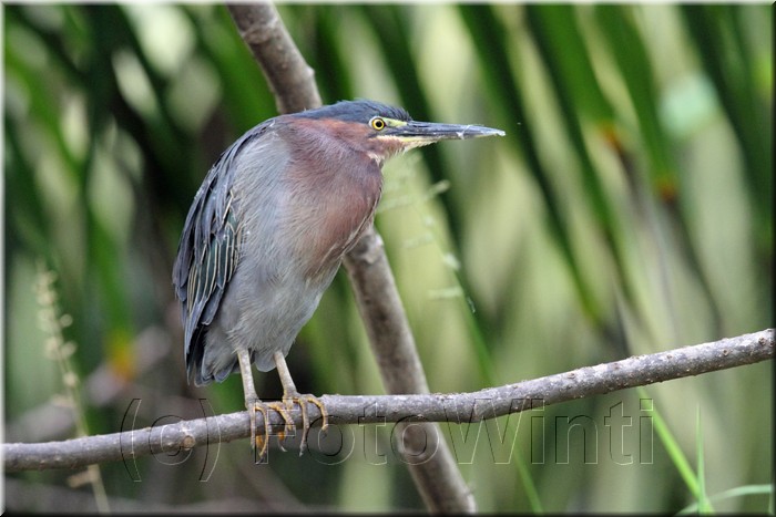 Butorides virescens 2.JPG