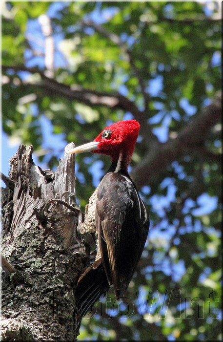 Campephilus guatemalensis 2.jpg