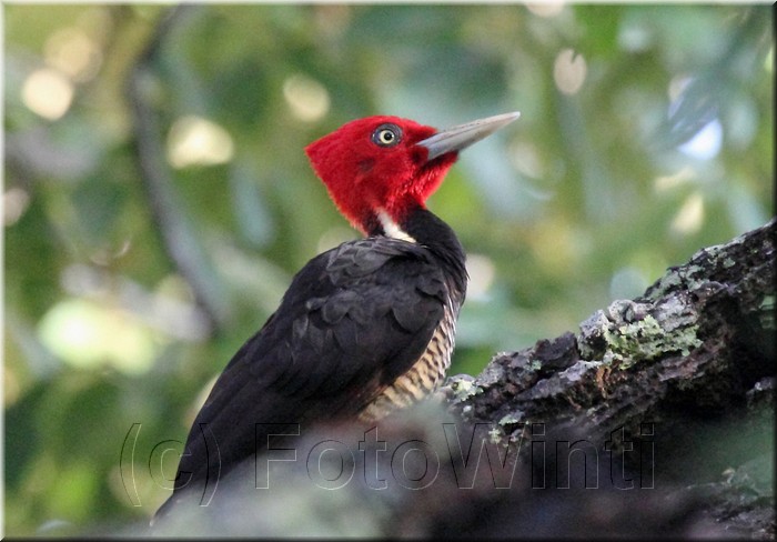 Campephilus guatemalensis 3.jpg