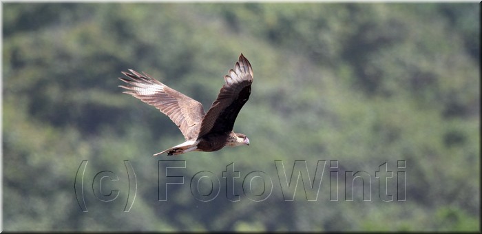 Caracara cheriway 1.JPG