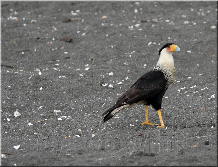 Caracara cheriway 2.JPG