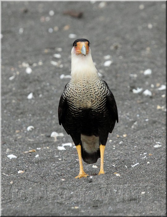 Caracara cheriway 3.JPG