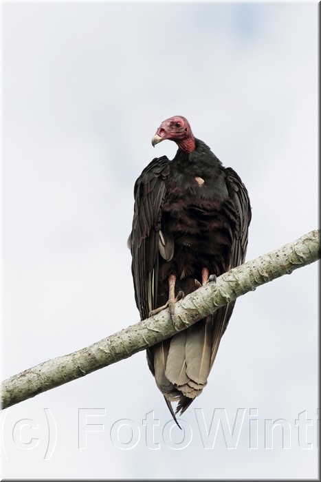 Cathartes aura4.JPG