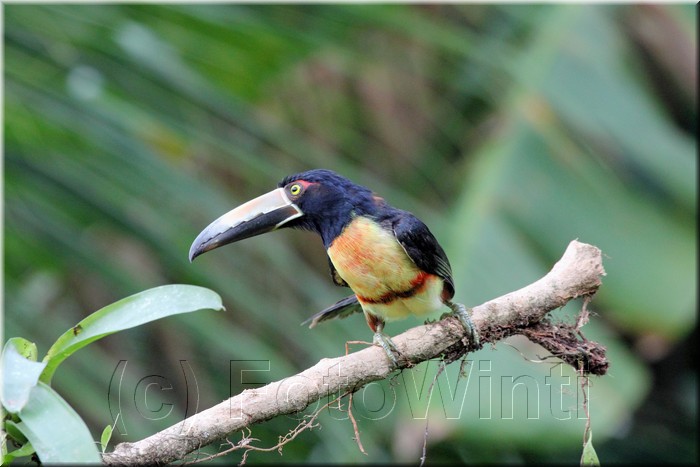 Collared Aracari 2.JPG
