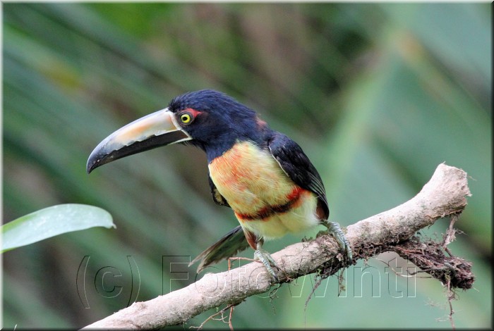 Collared Aracari 3.JPG
