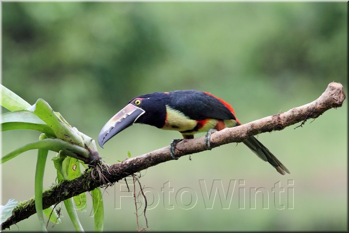 Collared Aracari.JPG