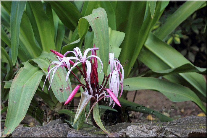 Crinum augustum 1.JPG