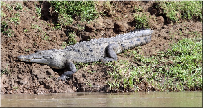 Crocodylus acatus 1.JPG