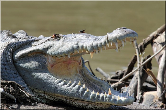 Crocodylus acatus 2.JPG