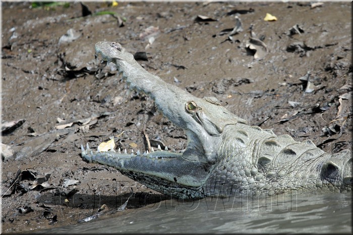 Crocodylus acatus 3.JPG