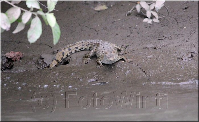Crocodylus acatus 4.JPG