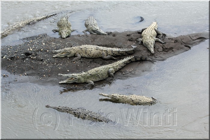 Crocodylus acatus 5.JPG