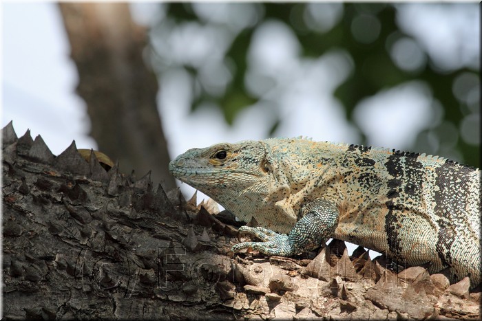 Ctenosaura similis5.JPG