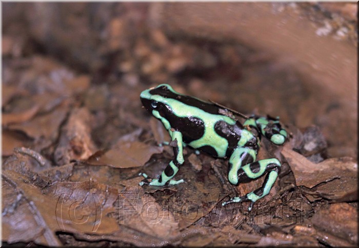 Dendrobates auratus 1.JPG