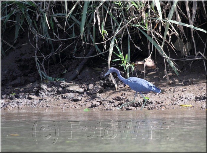 Egretta caerulea 2.JPG