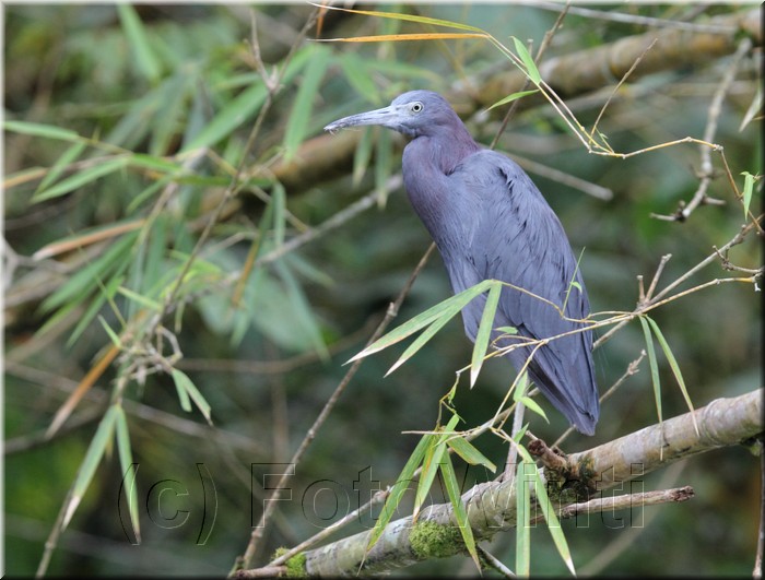 Egretta caerulea.JPG