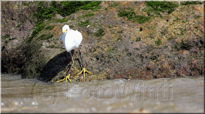 Egretta thula 1.JPG