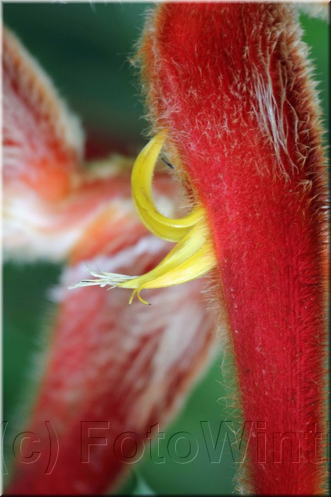 Heliconia 2.JPG