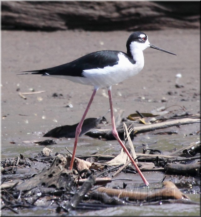 Himantopus mexicanus 2.jpg