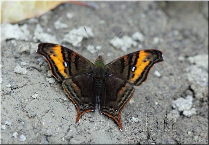Hypanartia dione arcaei 1.JPG