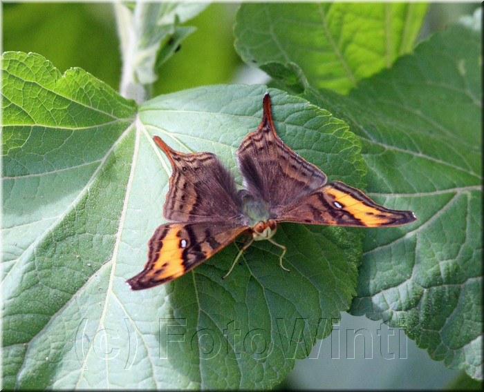 Hypanartia dione arcaei 2.JPG