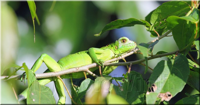 Iguana iguana 1.JPG