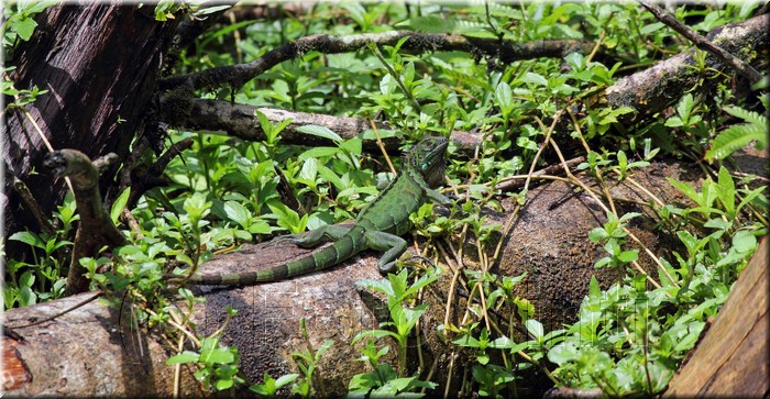 Iguana iguana 2.JPG