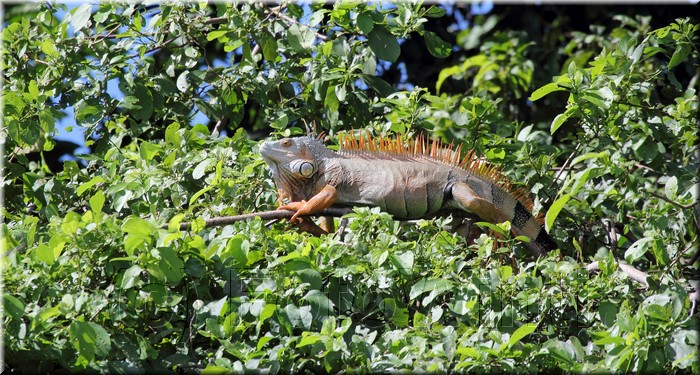Iguana iguana 3.JPG