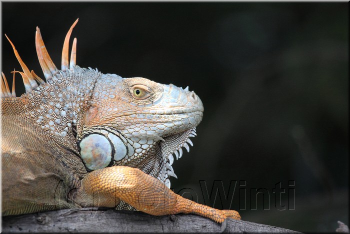 Iguana iguana 4.JPG