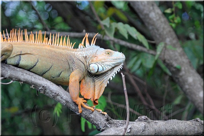 Iguana iguana 5.JPG