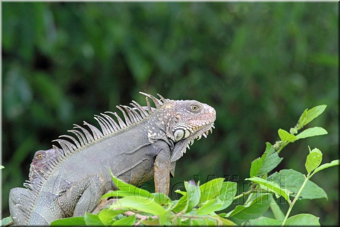 Iguana iguana 6.JPG