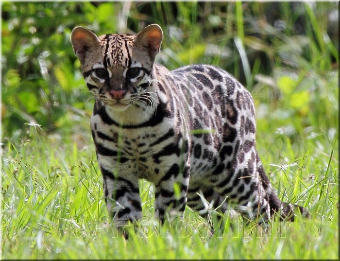 Leopardus pardalis 2.jpg