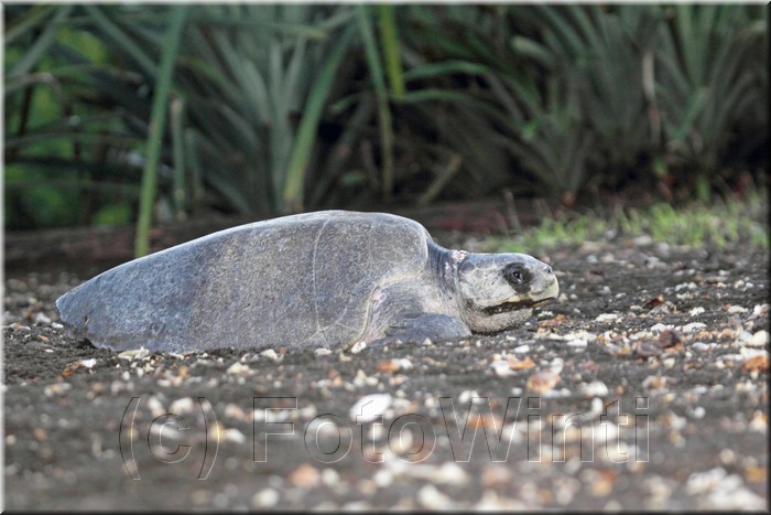 Lepidochelys kempii 2.JPG