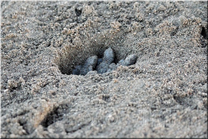Lepidochelys kempii 3.JPG