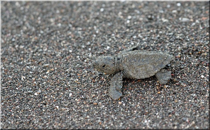 Lepidochelys kempii 4.JPG