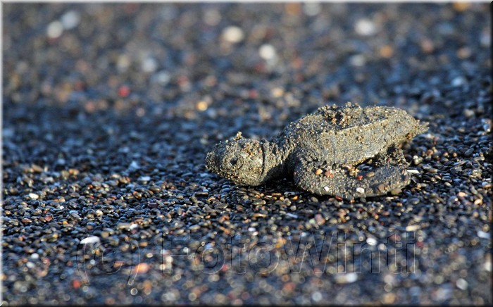 Lepidochelys kempii 5.JPG