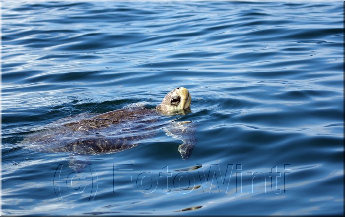 Lepidochelys kempii 6.JPG