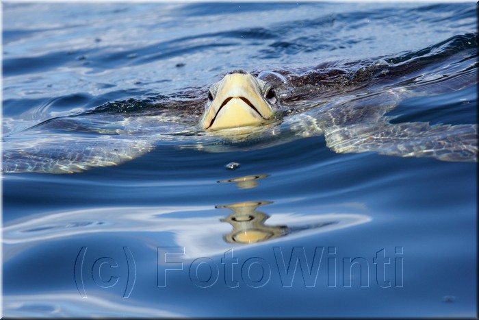 Lepidochelys kempii 7.JPG
